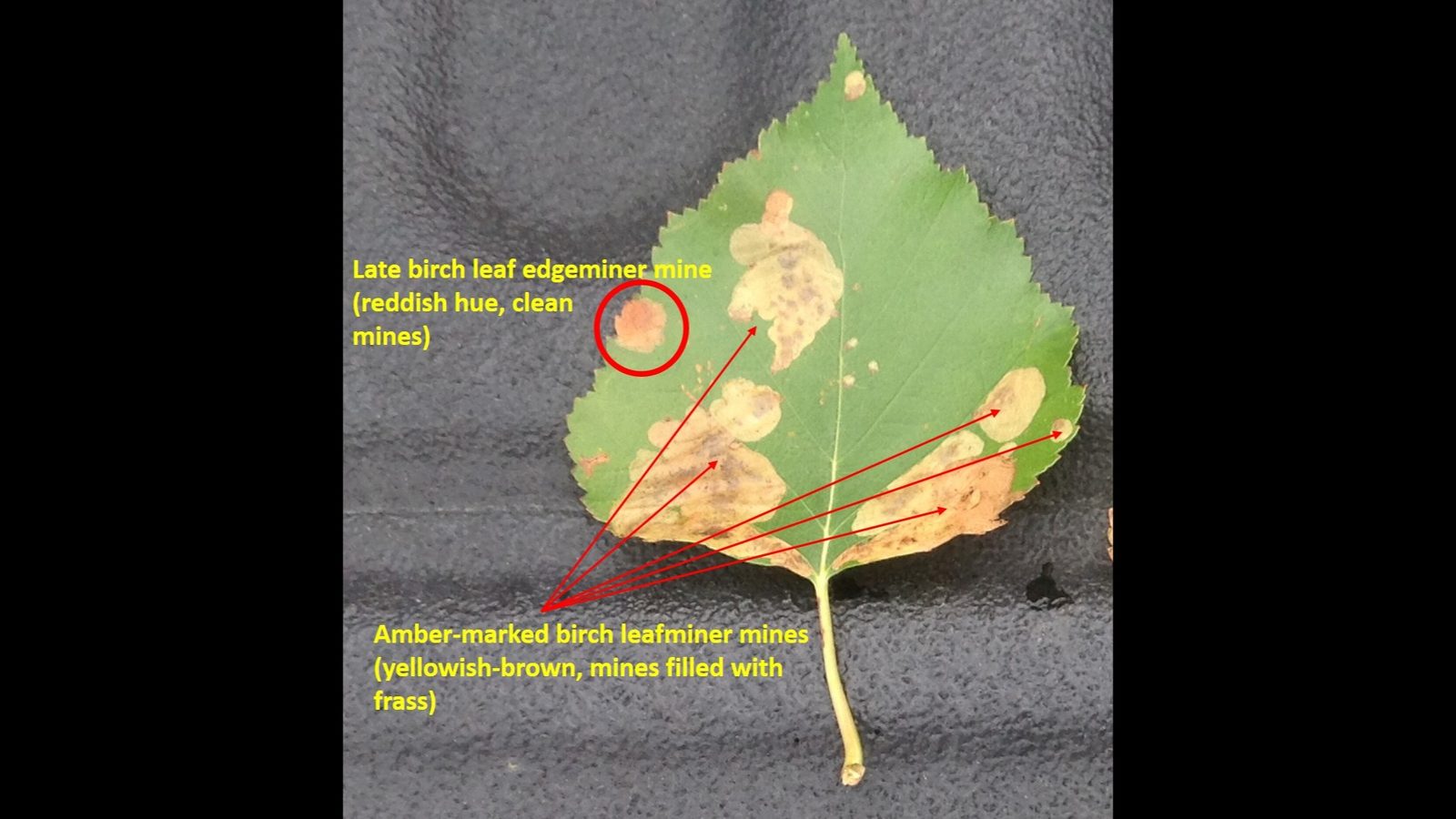 28-Sept The Secret Lives of Leaf Miners Section Image