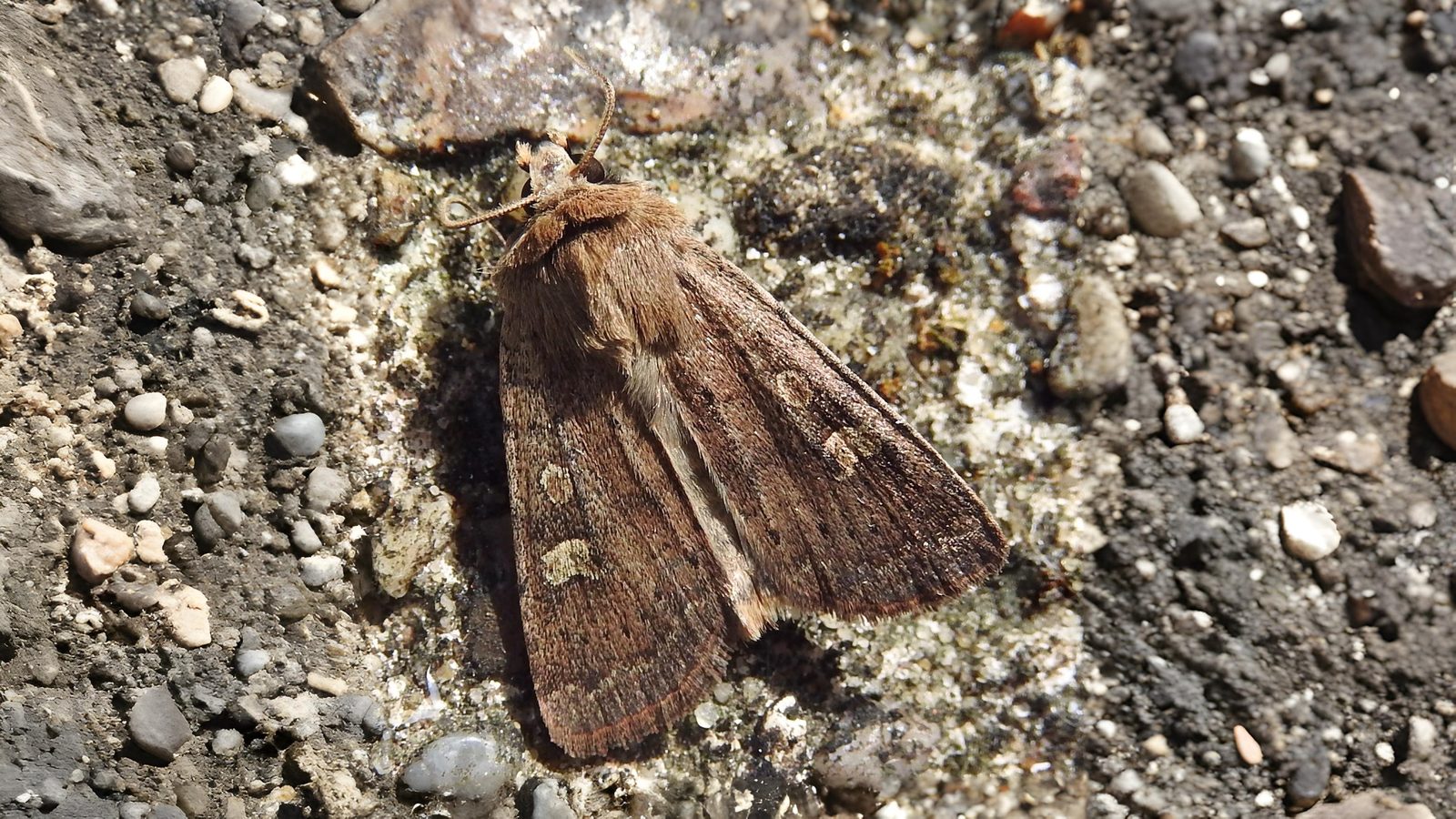 29-Sept Marvels of the Night: September’s Moths Section Image