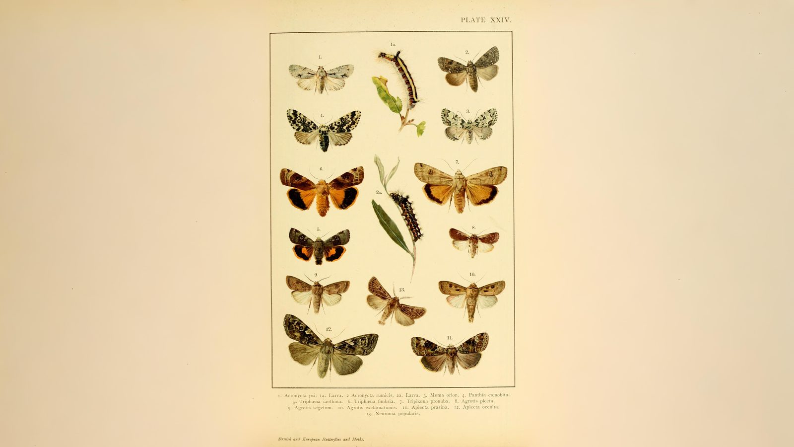 29-Sept Marvels of the Night: September’s Moths Section Image