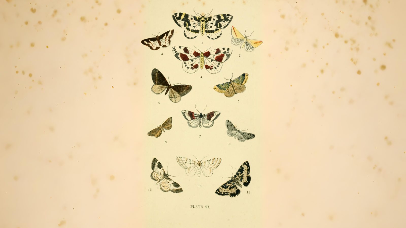 30-Sept September’s Spectrum: Moths in Every Hue Section Image