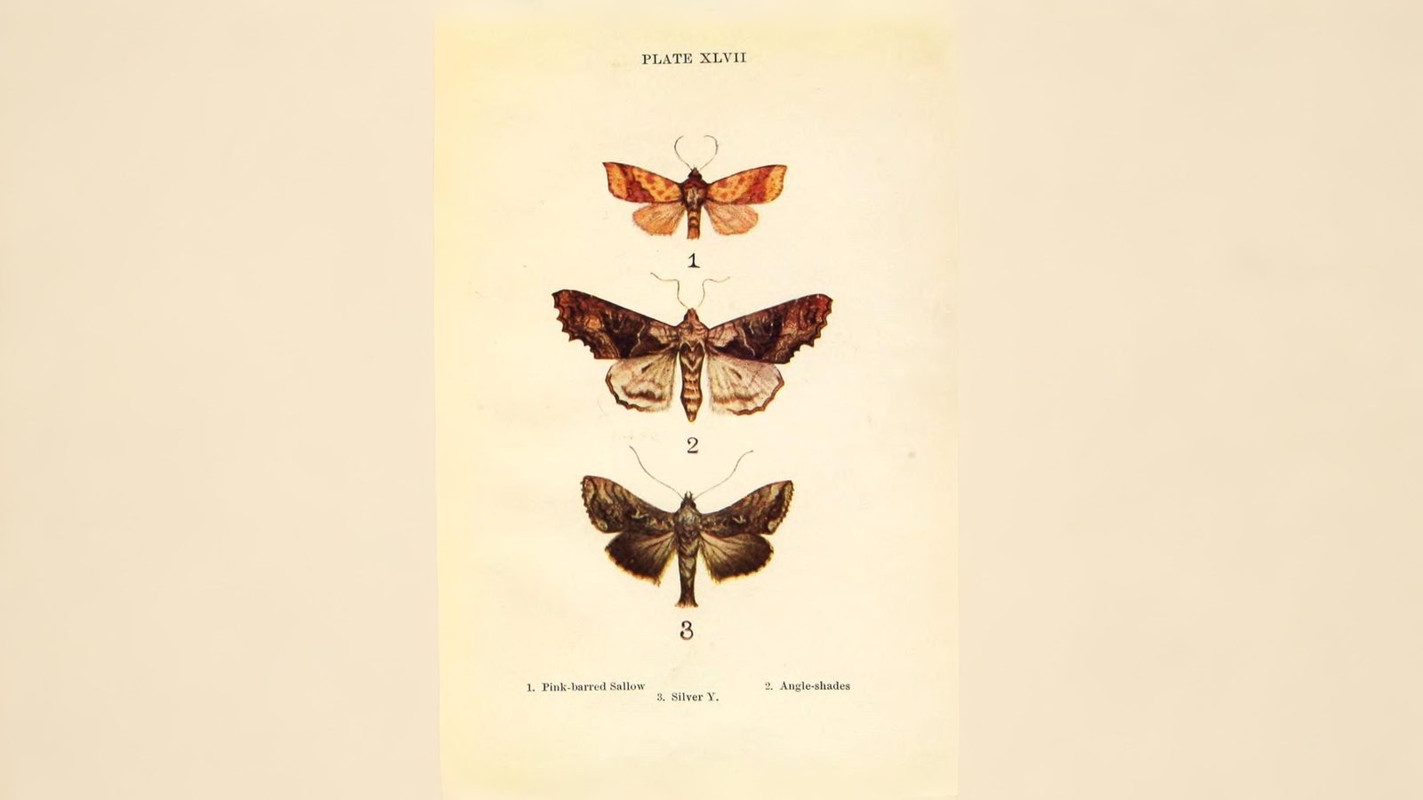 30-Sept September’s Spectrum: Moths in Every Hue Section Image
