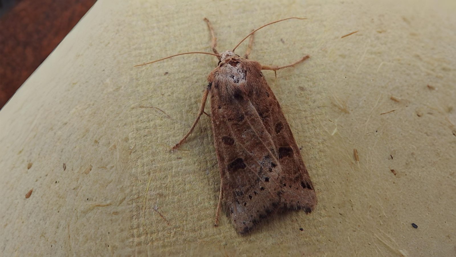 30-Sept September’s Spectrum: Moths in Every Hue Section Image