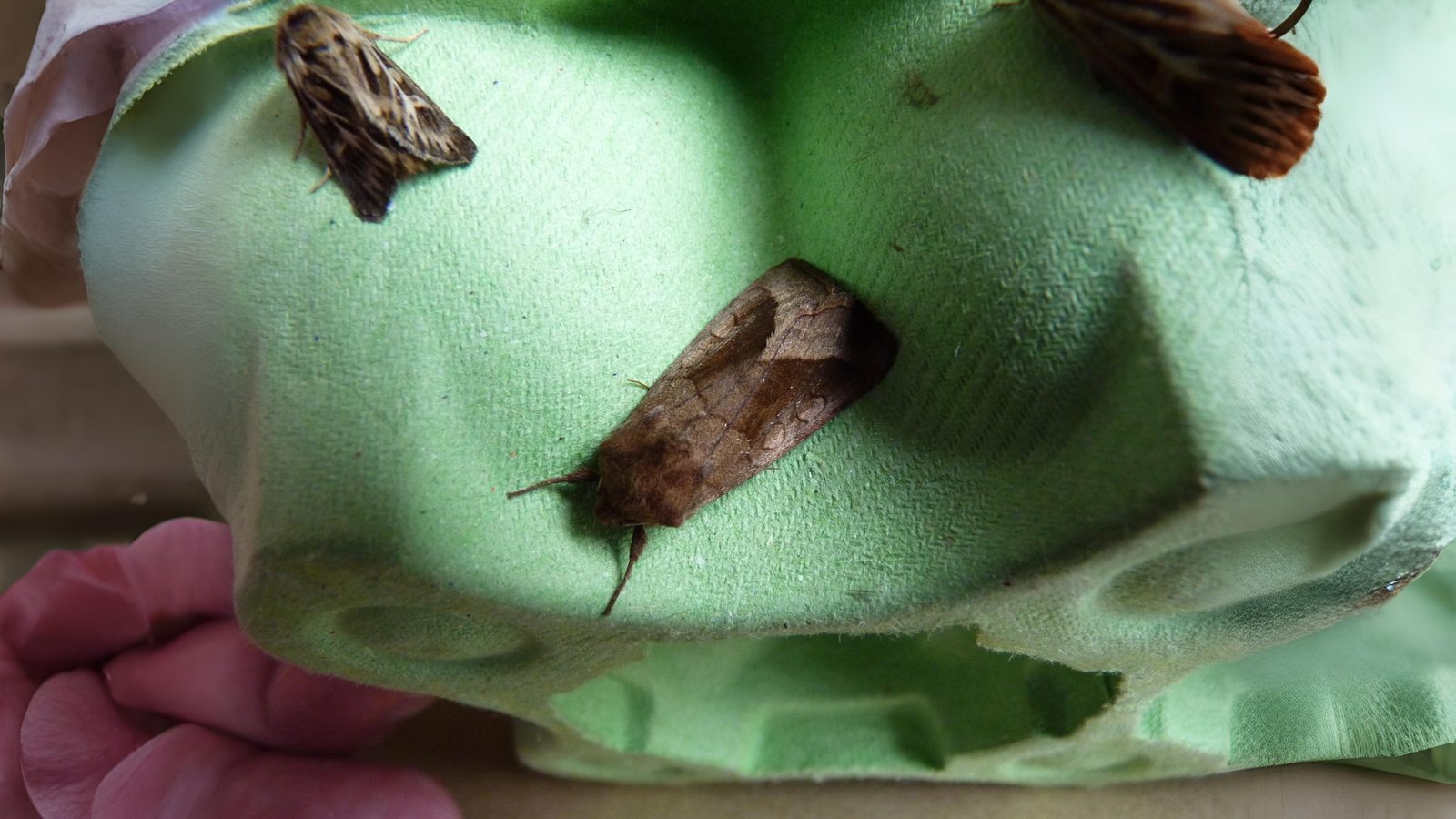 30-Sept September’s Spectrum: Moths in Every Hue Section Image