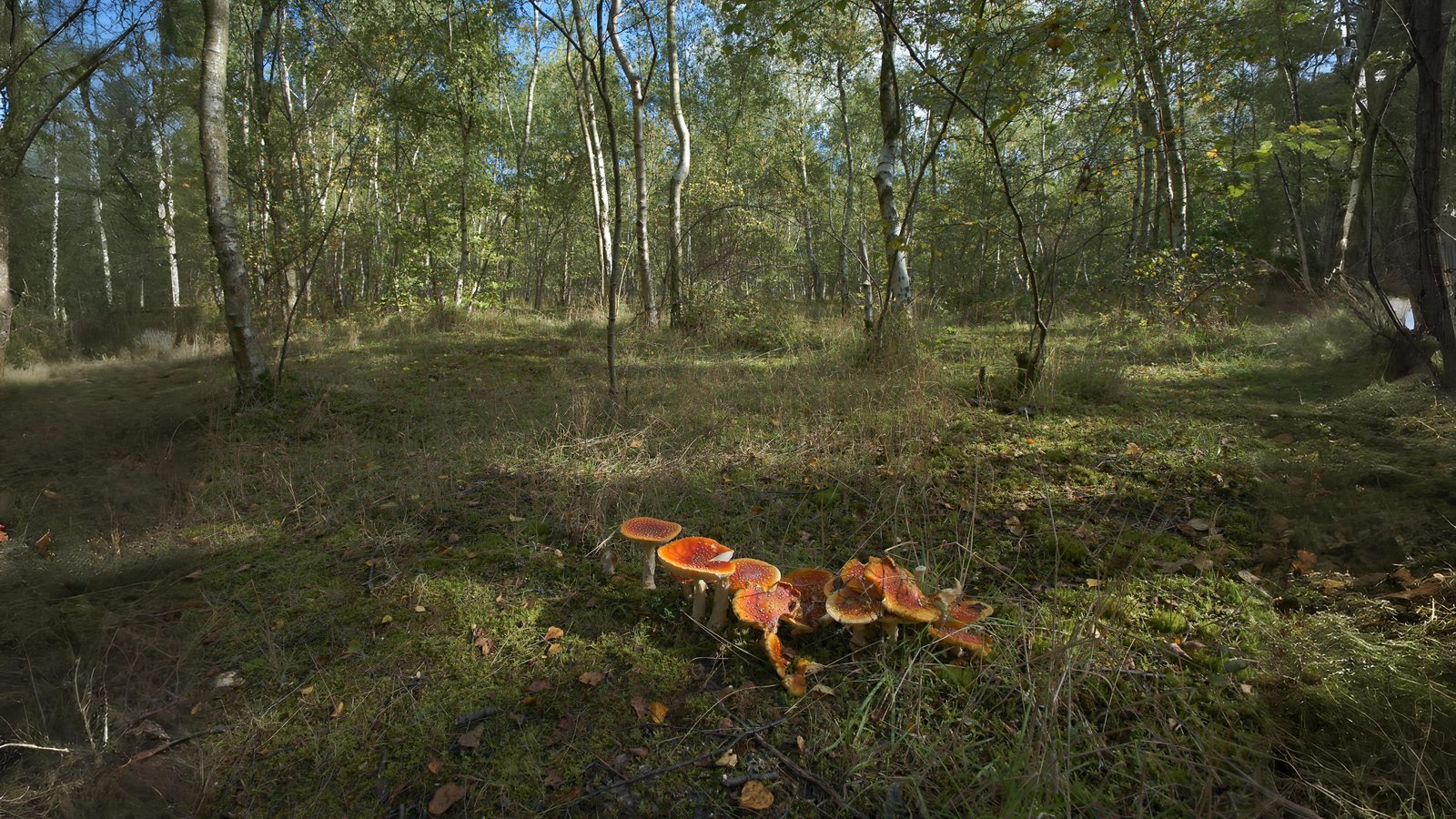 01-Oct Guide to Autumn Splendor Section Image
