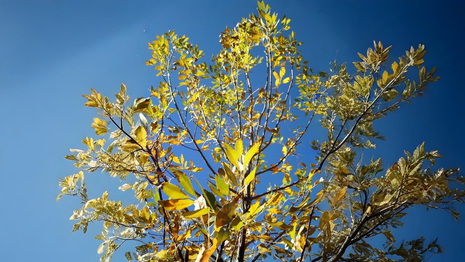 02-Oct London’s Autumn Colour Show Begins Section Image