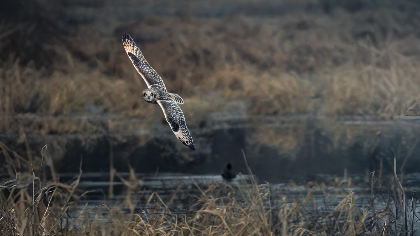 03-Oct October's Feathered Friends Section Image