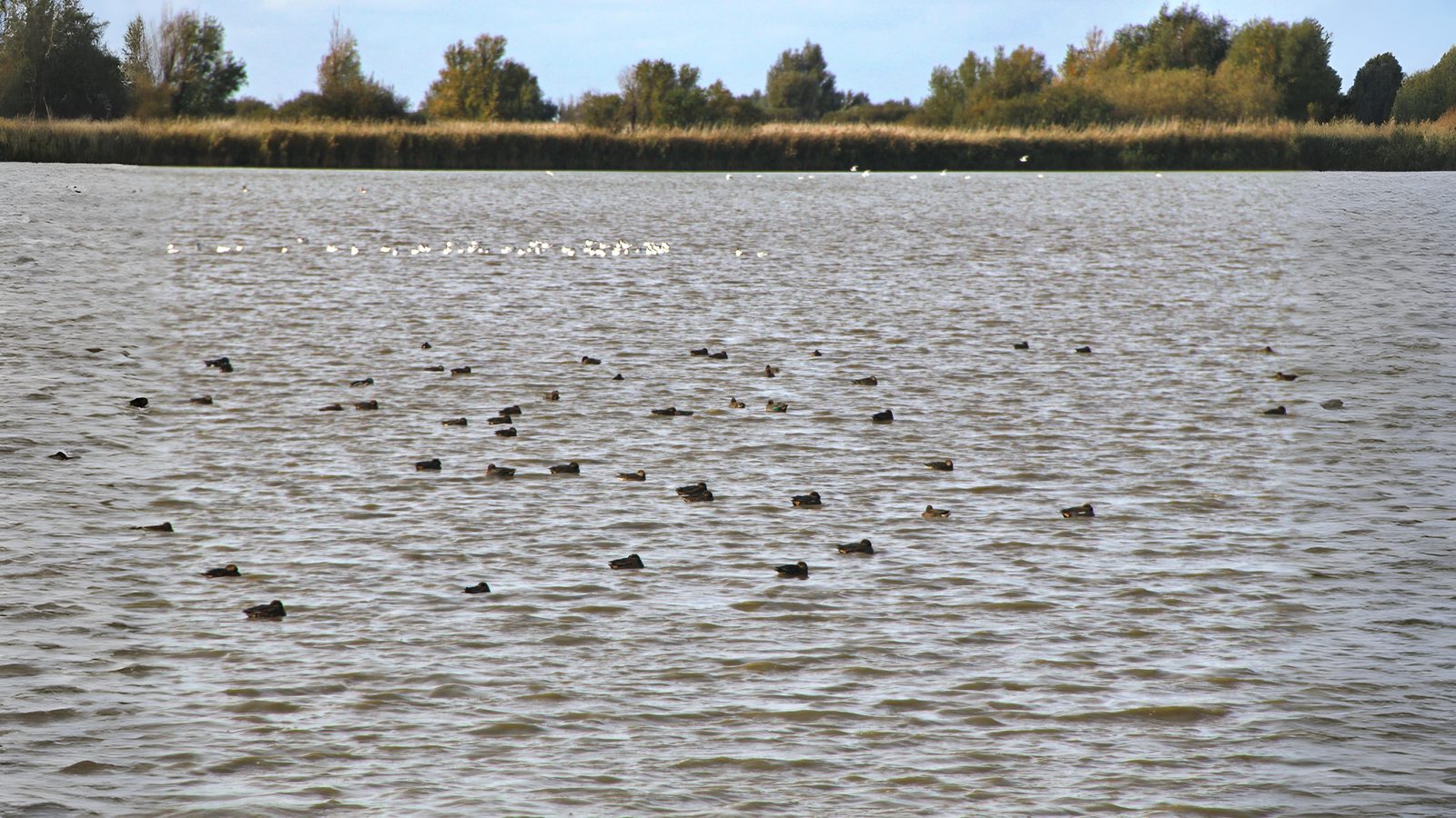 03-Oct October's Feathered Friends Section Image