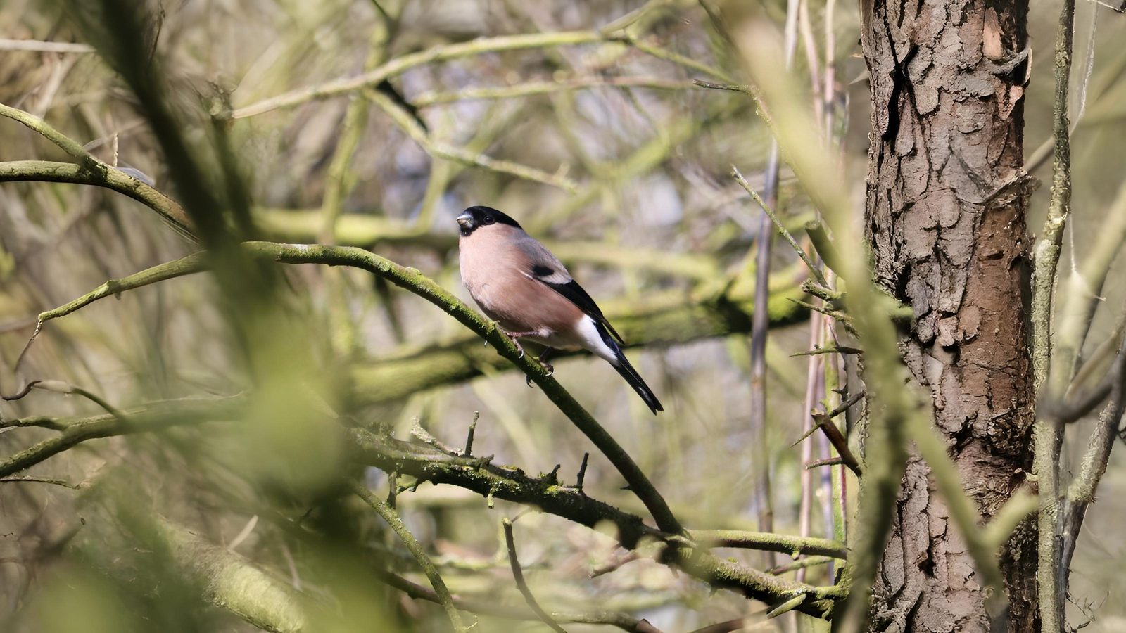03-Oct October's Feathered Friends Section Image