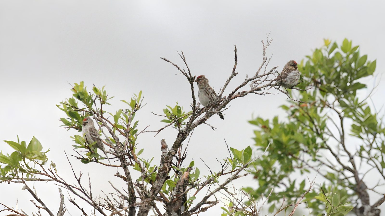 03-Oct October's Feathered Friends Section Image