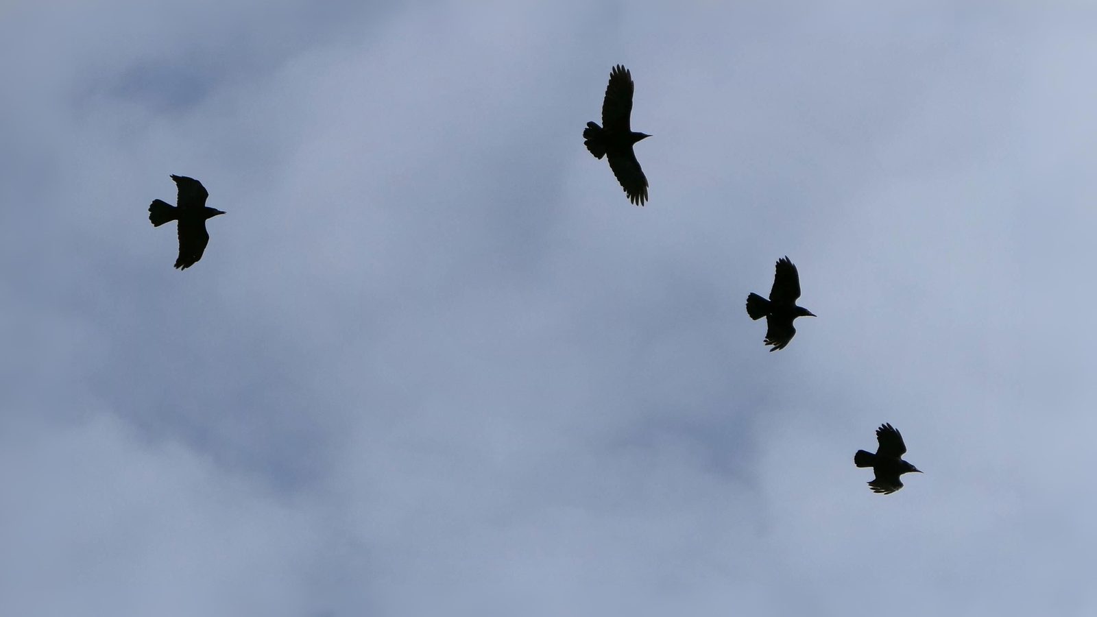 05-Oct London's Gathering Flocks Section Image