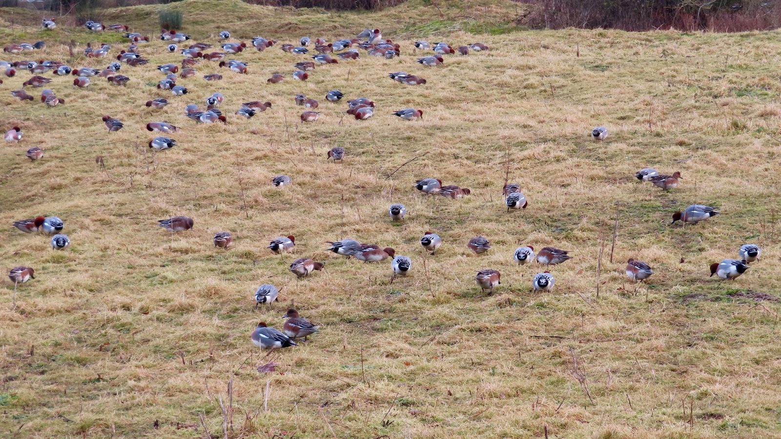 05-Oct London's Gathering Flocks Section Image