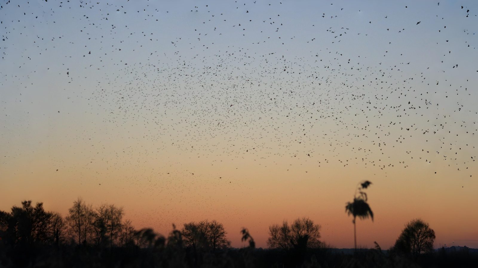 06-Oct October's Winged Visitors Section Image