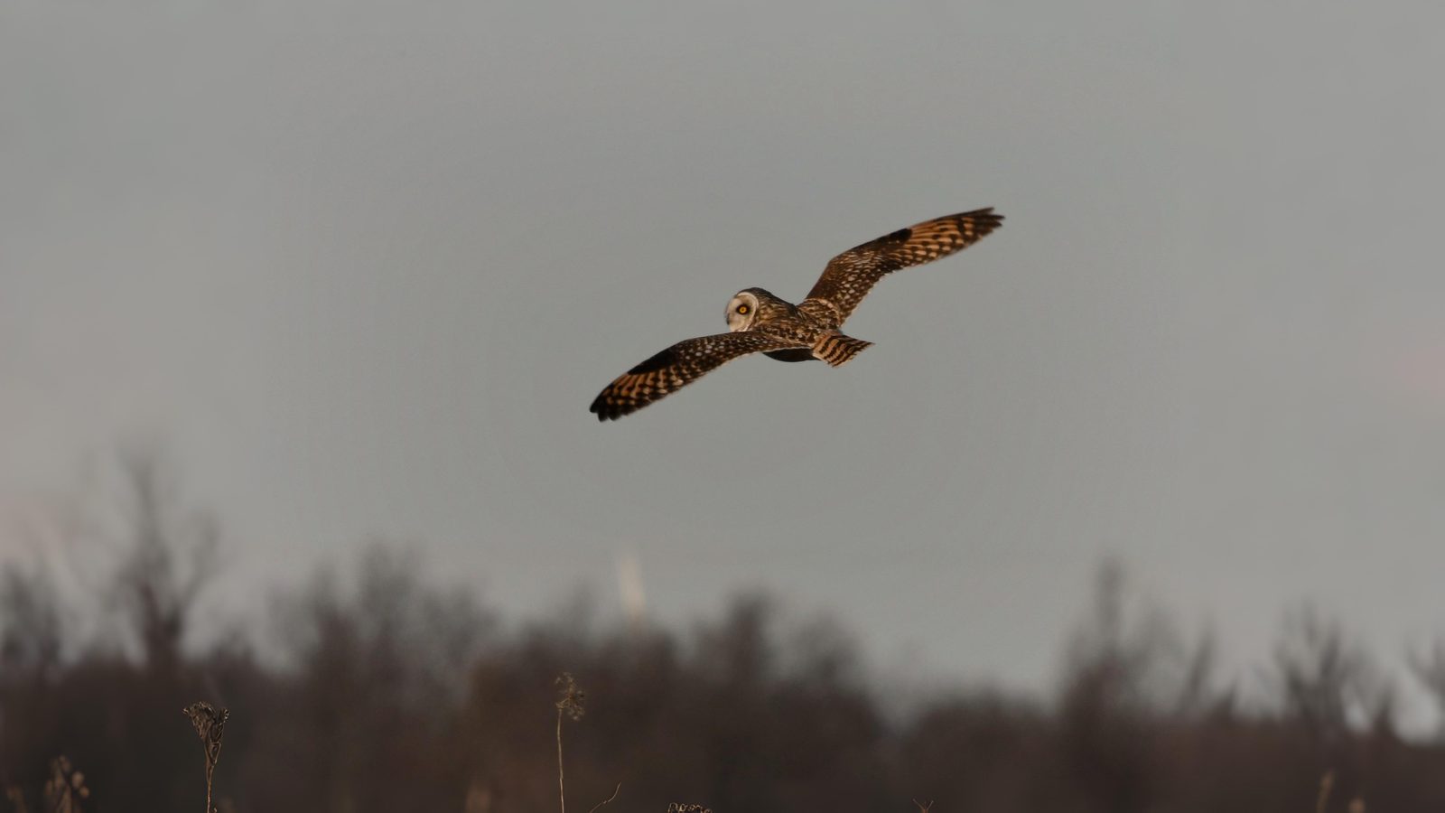 06-Oct October's Winged Visitors Section Image