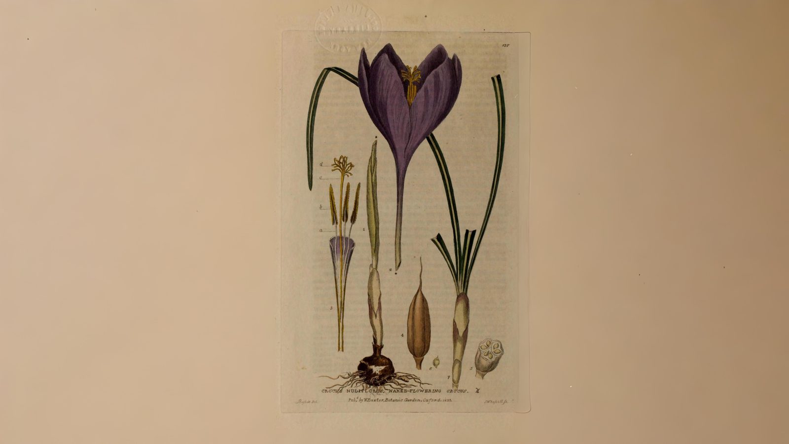08-Oct October's Lingering Blooms Section Image