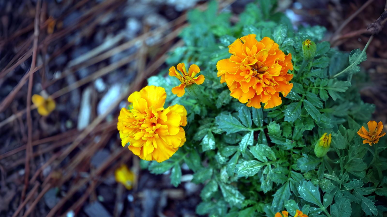 09-Oct Autumn's Final Flourish Section Image