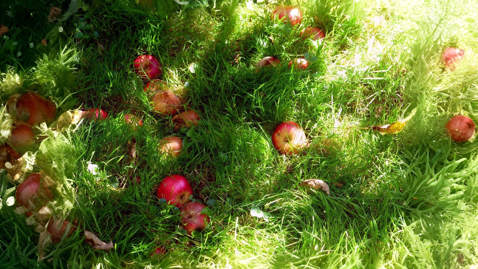 10-Oct October's Olfactory Oasis Section Image