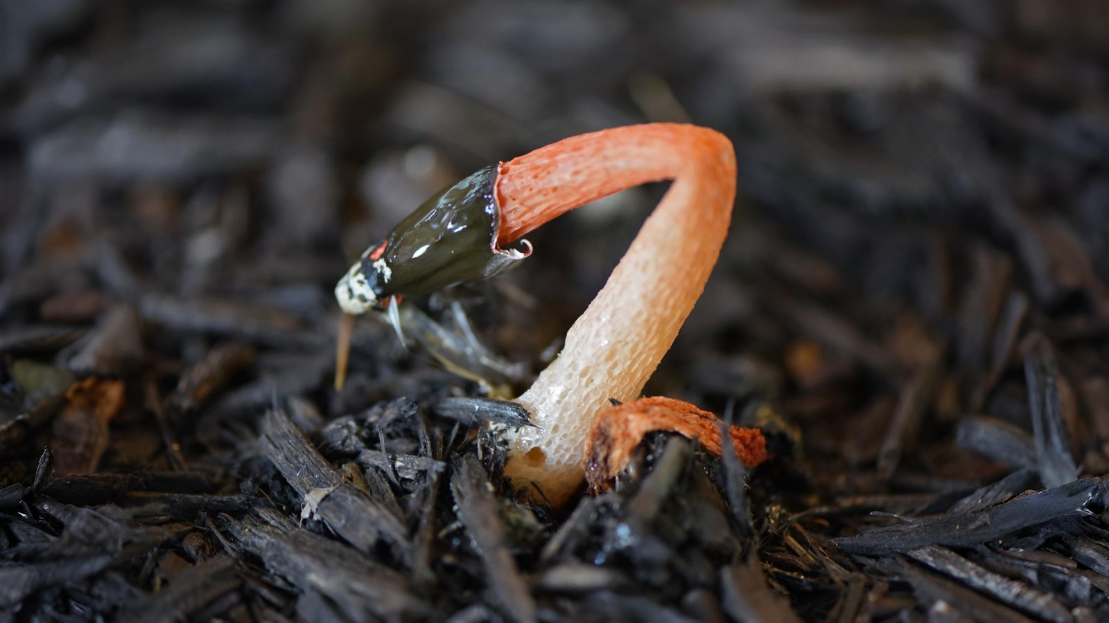 10-Oct October's Olfactory Oasis Section Image