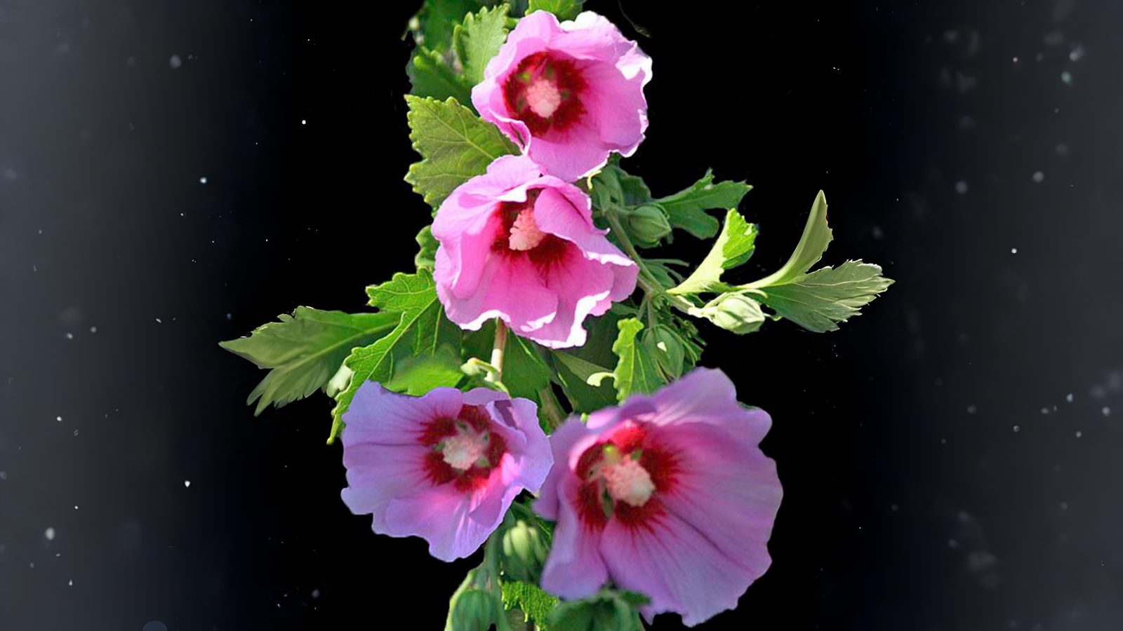 11-Oct October's Enduring Shrubs Section Image