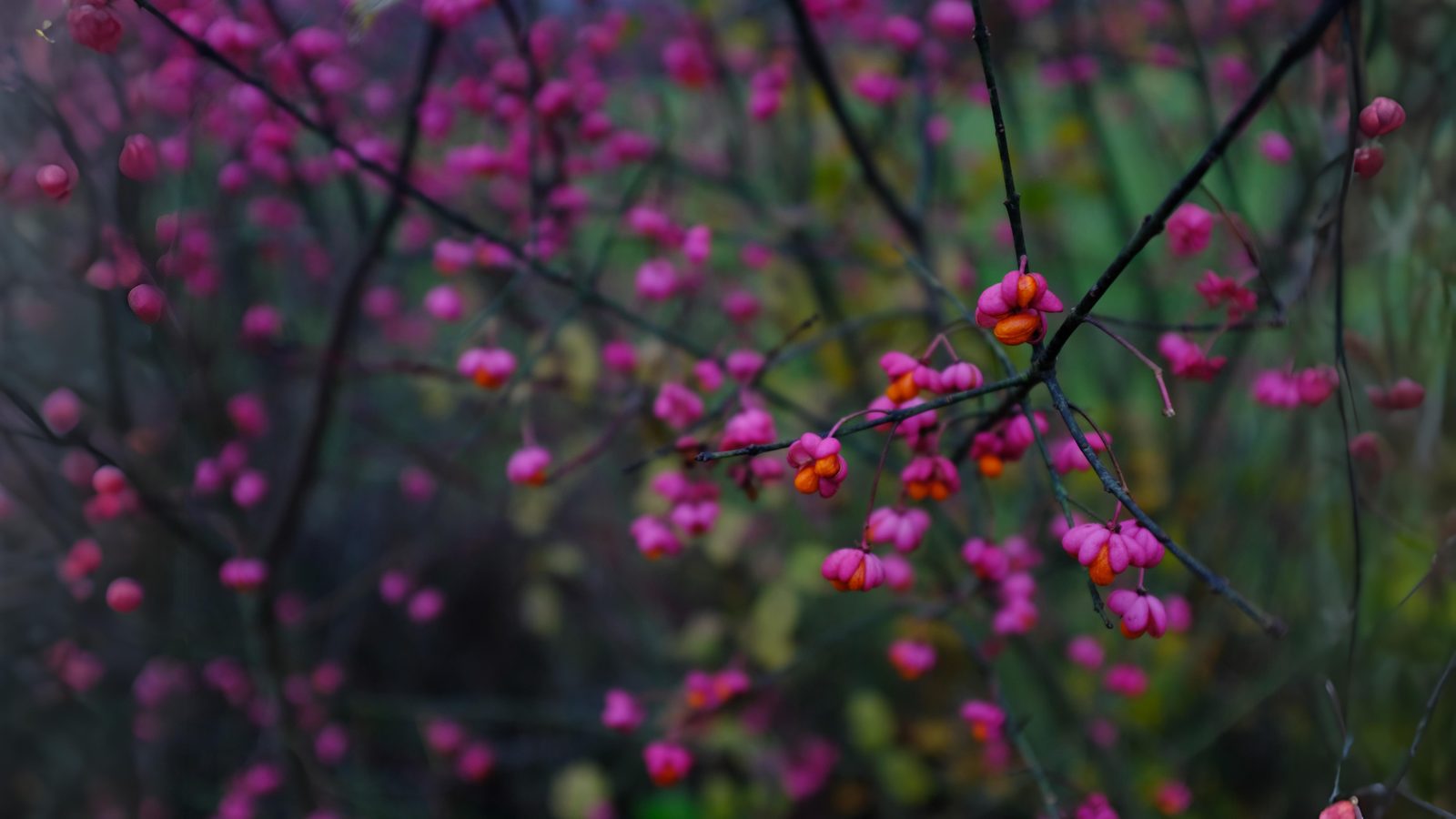 11-Oct October's Enduring Shrubs Section Image