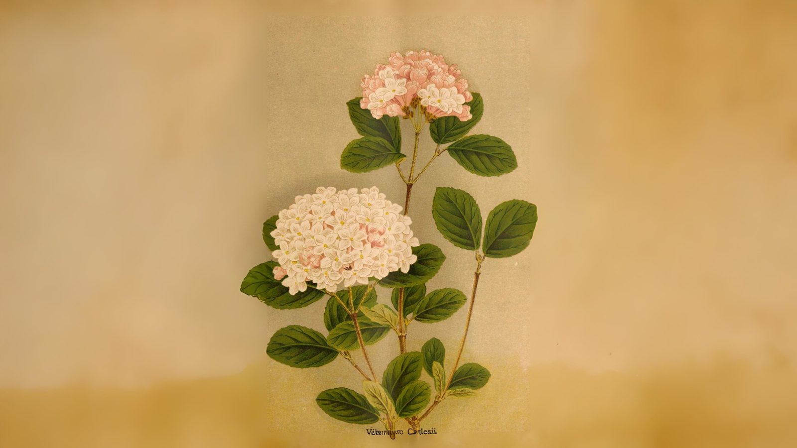 11-Oct October's Enduring Shrubs Section Image