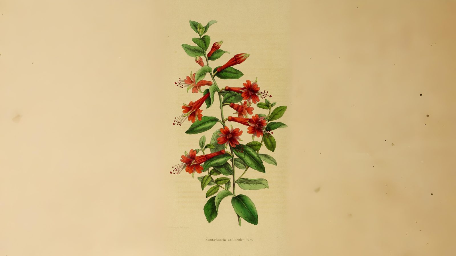 11-Oct October's Enduring Shrubs Section Image