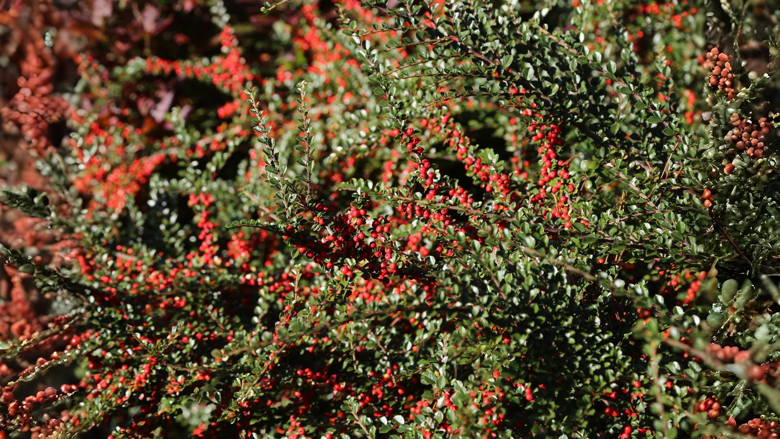 12-Oct October's Jewels Section Image