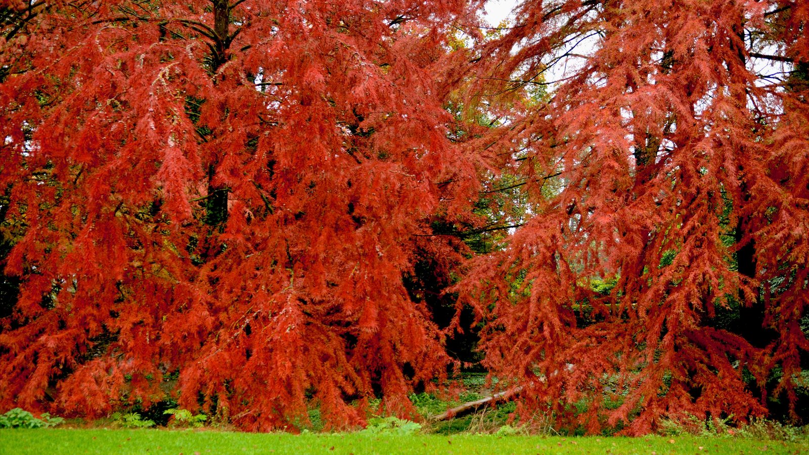 13-Oct October’s Blaze of Colour Section Image
