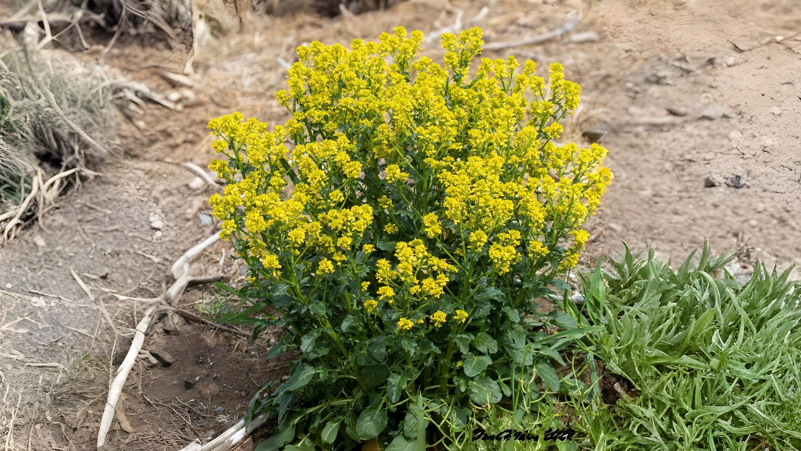20-Apr London’s Wildflower Wonders Section Image