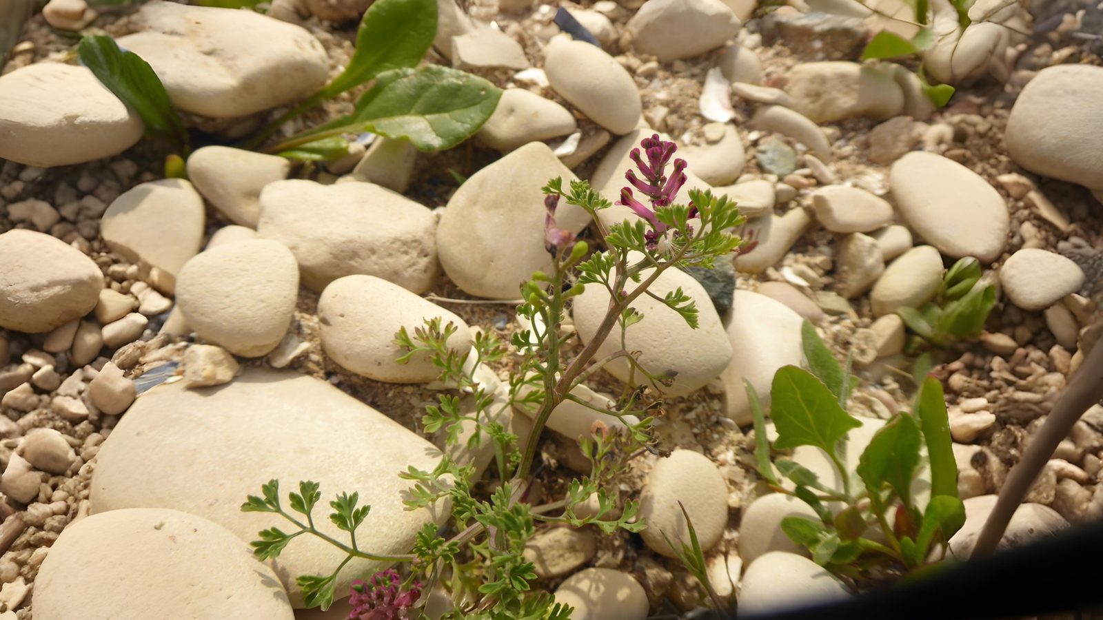 20-Apr London’s Wildflower Wonders Section Image