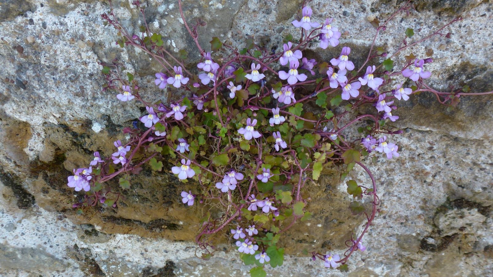 20-Apr London’s Wildflower Wonders Section Image