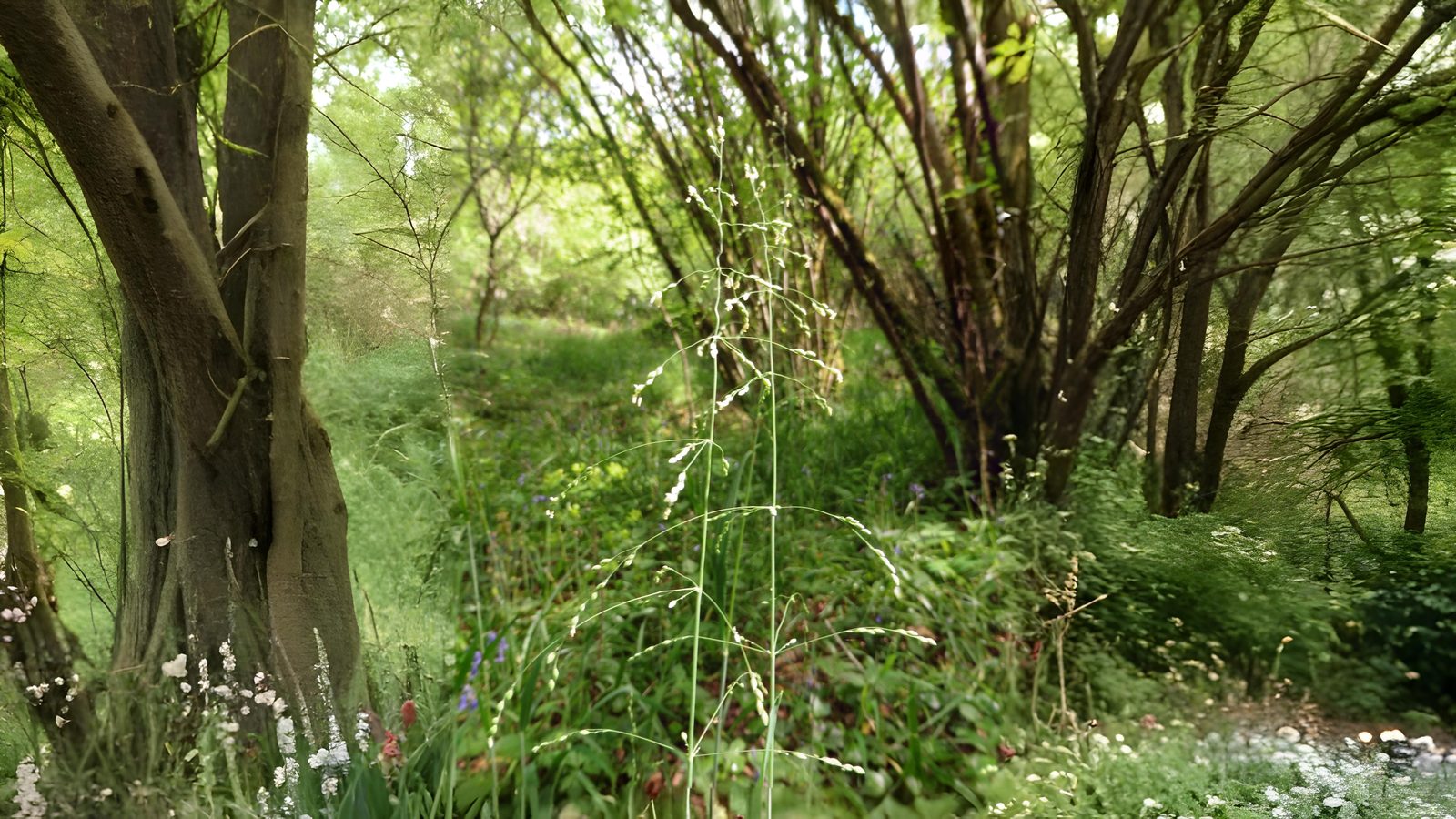 20-Apr London’s Wildflower Wonders Section Image