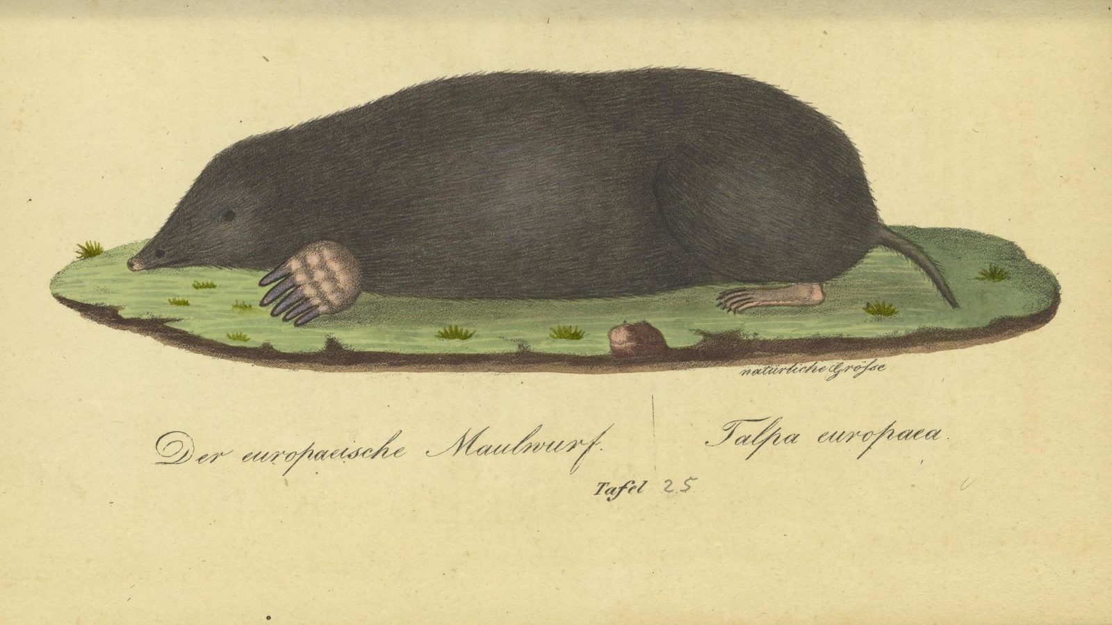 20-Feb Badgers, Moles, and Squirrels Section Image
