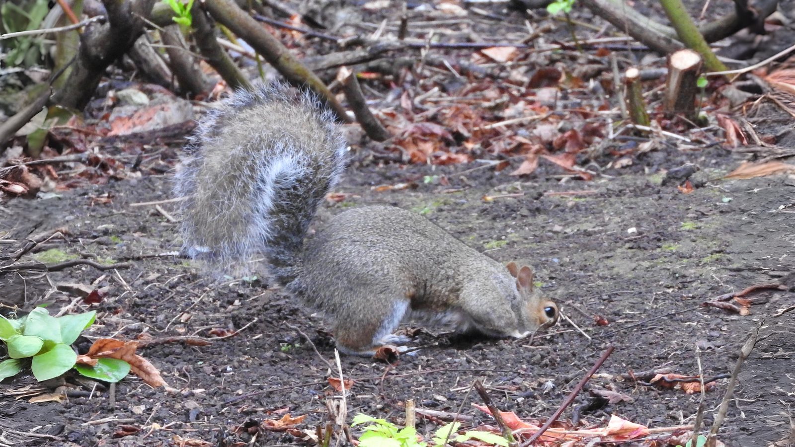 20-Feb Badgers, Moles, and Squirrels Section Image