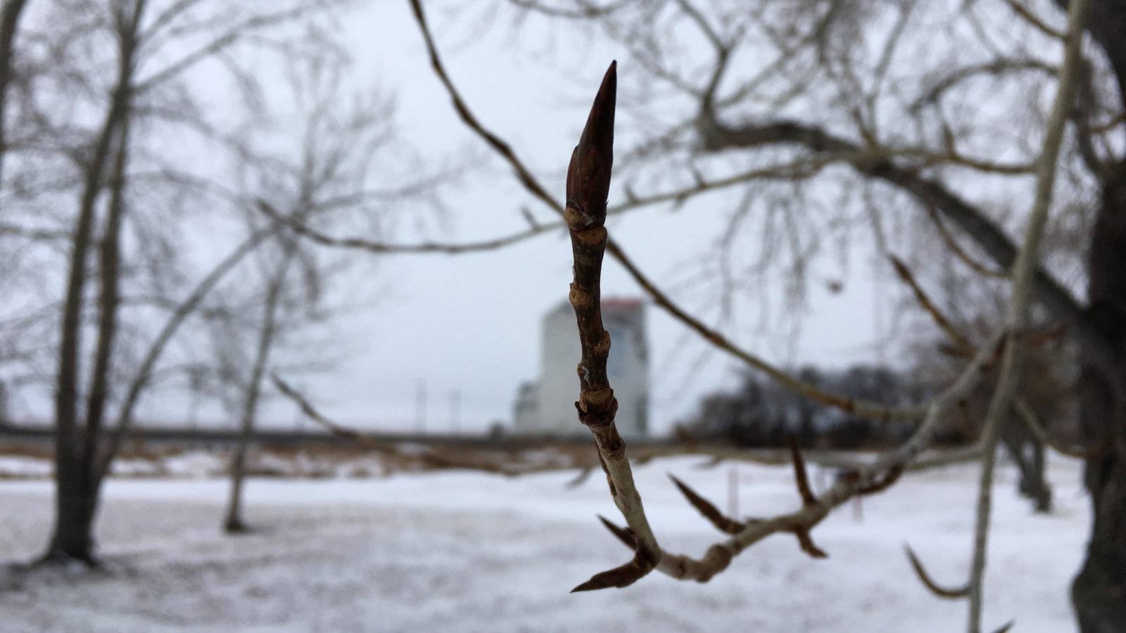 20-Jan Colourful Buds of Winter Trees Section Image
