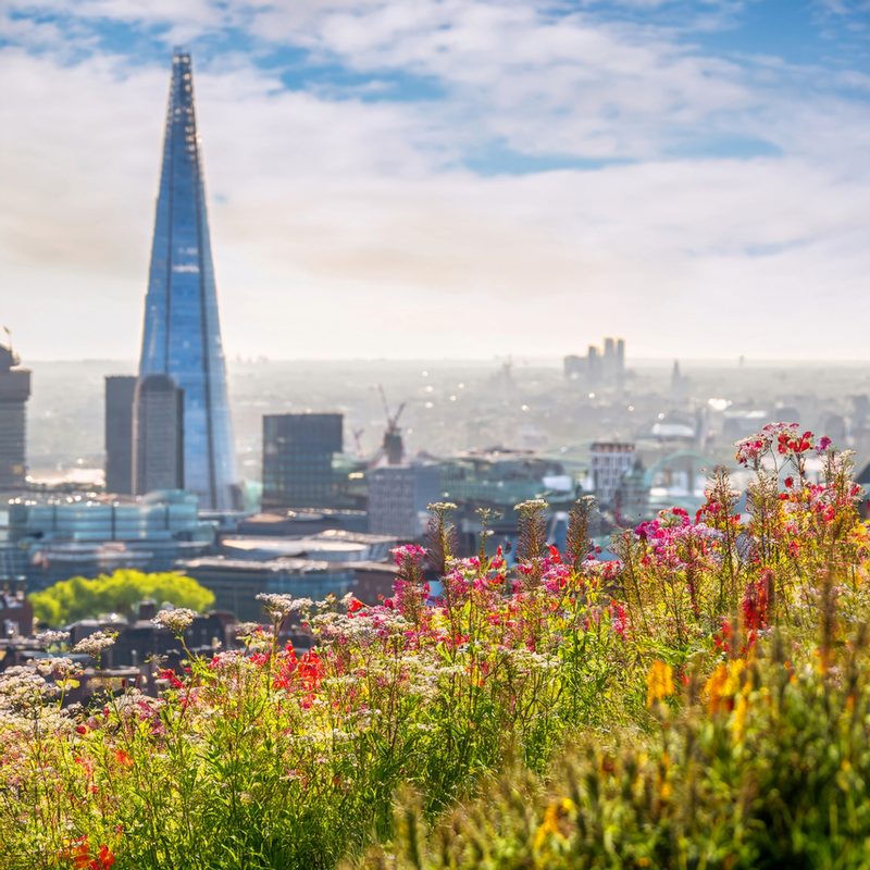 21-Apr London’s Hillside Wildflowers