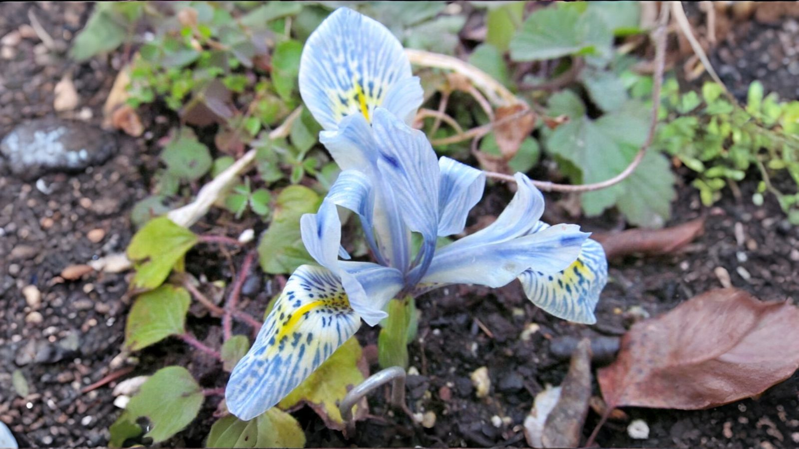 21-Mar Blooms, Blues, and Botanicals Section Image