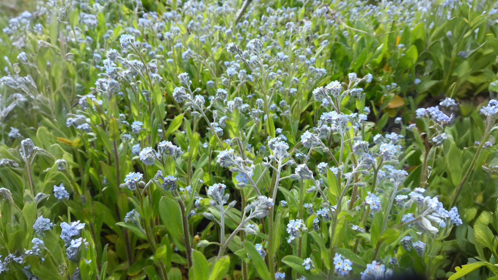 21-Apr London’s Hillside Wildflowers Section Image