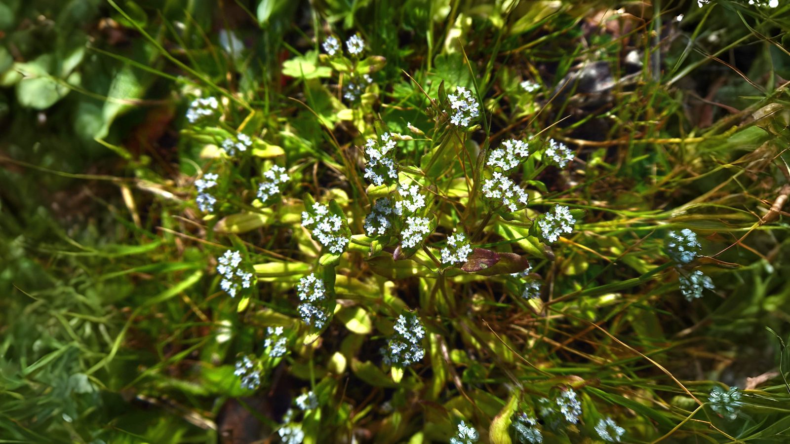 21-Apr London’s Hillside Wildflowers Section Image