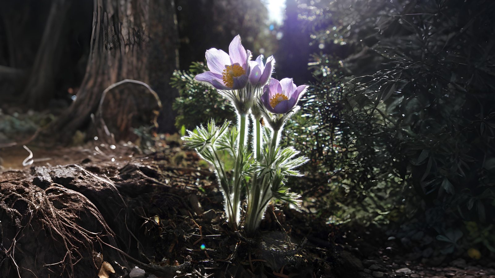 21-Apr London’s Hillside Wildflowers Section Image