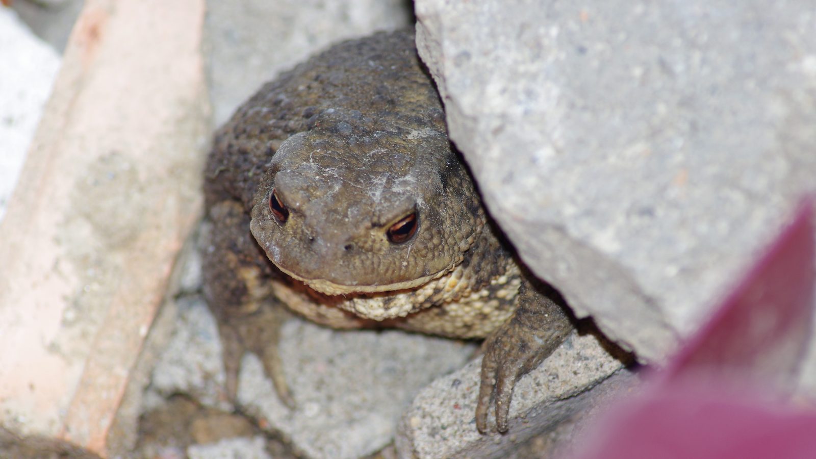 21-Feb Amphibians, and Fish Emerge Section Image