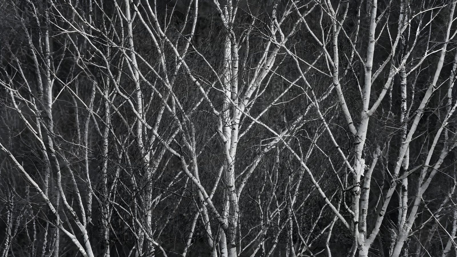 21-Jan Characteristics of Winter Twigs Section Image