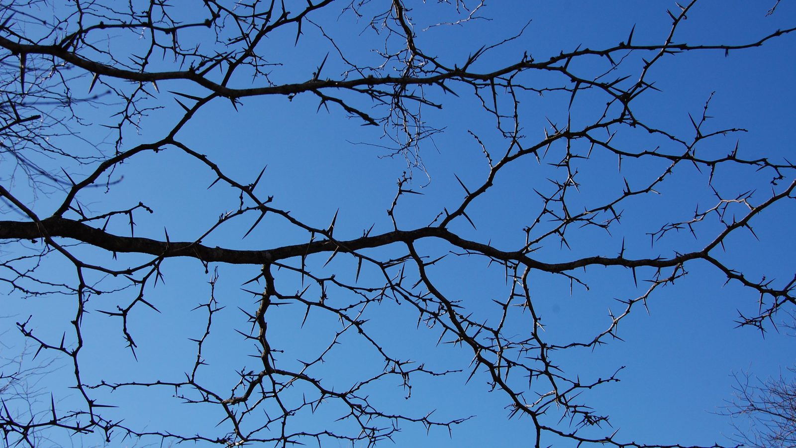 21-Jan Characteristics of Winter Twigs Section Image