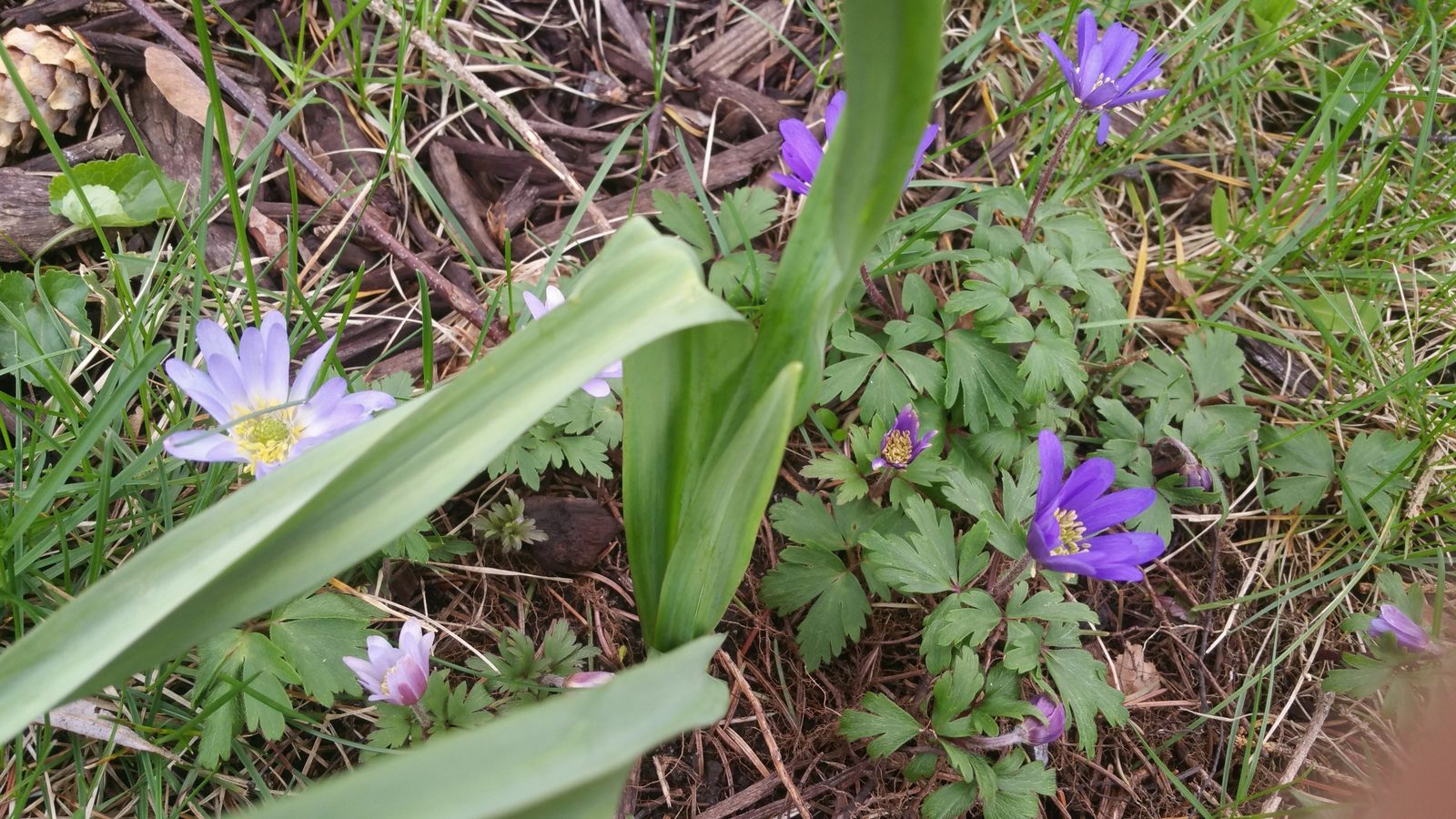 22-Apr London’s Spring Wildflowers: Violets & Anemones Section Image