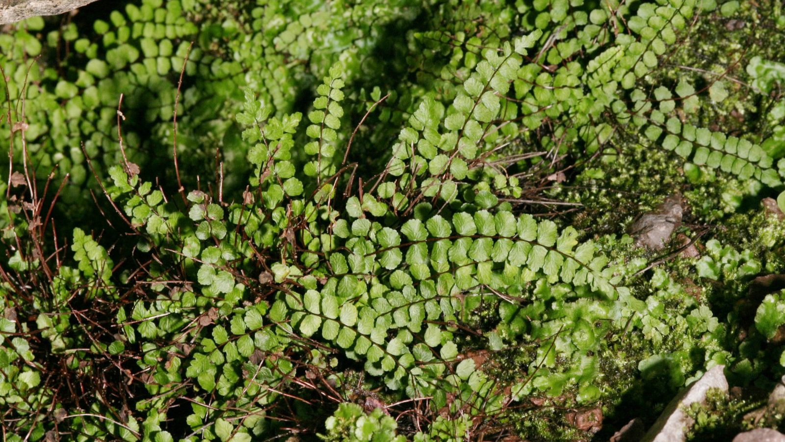 22-Mar London’s Wild Green Wonders Section Image