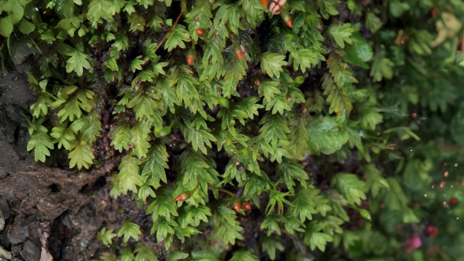 22-Mar London’s Wild Green Wonders Section Image