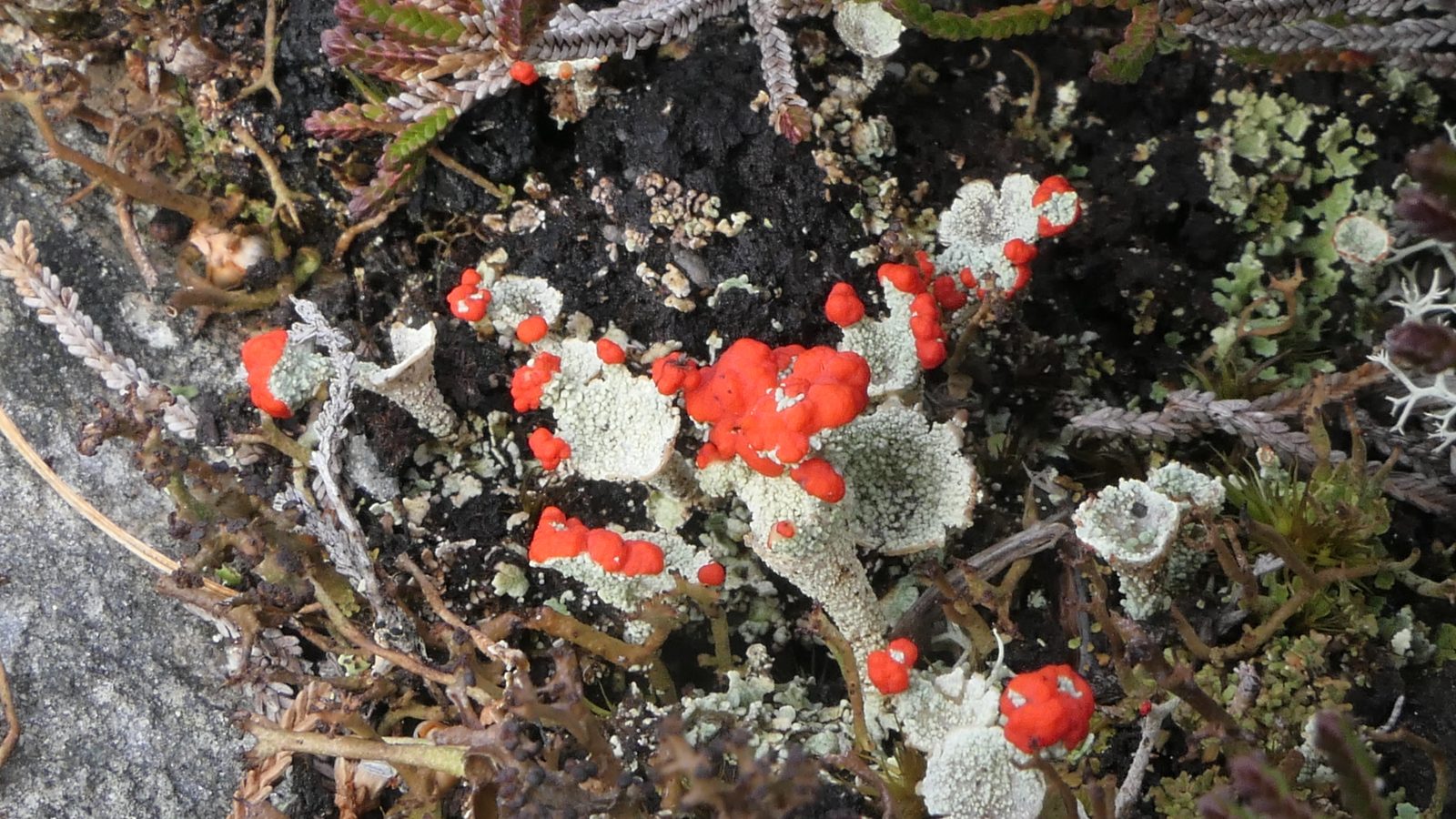 22-Mar London’s Wild Green Wonders Section Image