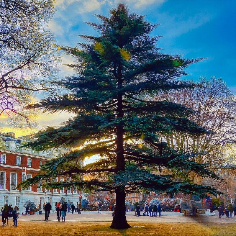 22-Jan Fragrant World of Conifers