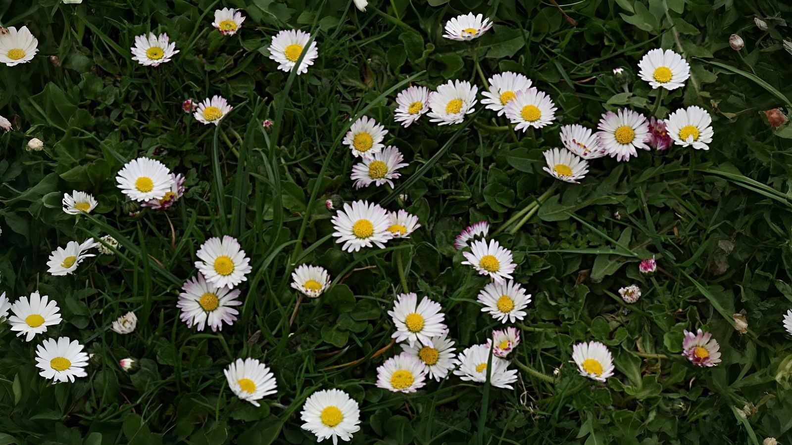 22-Feb First Wild Flowers of the Year Section Image
