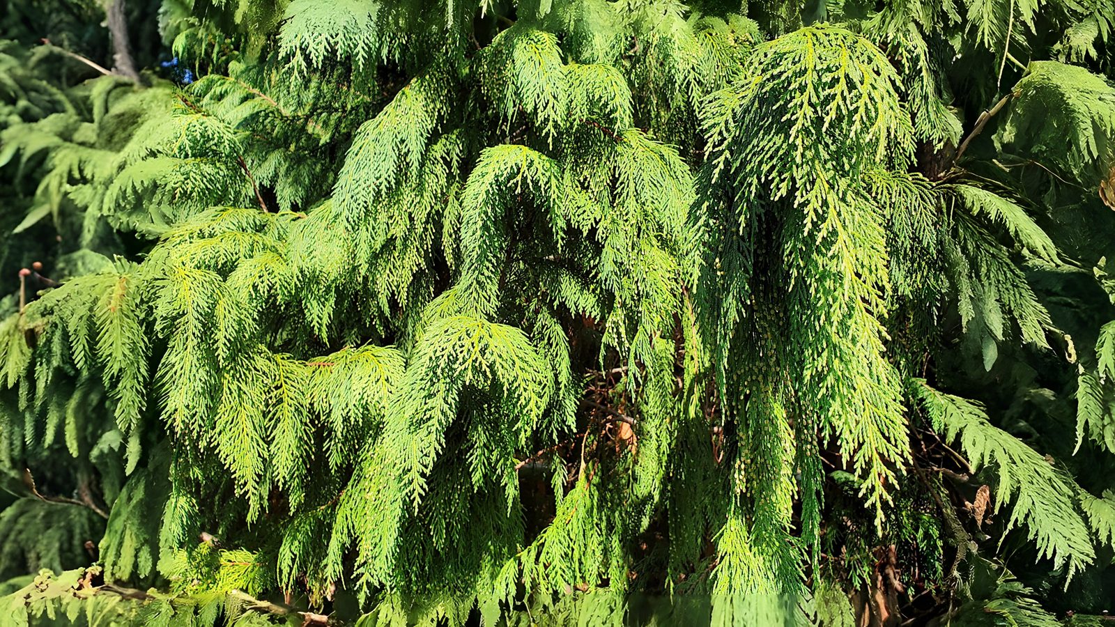 22-Jan Fragrant World of Conifers Section Image