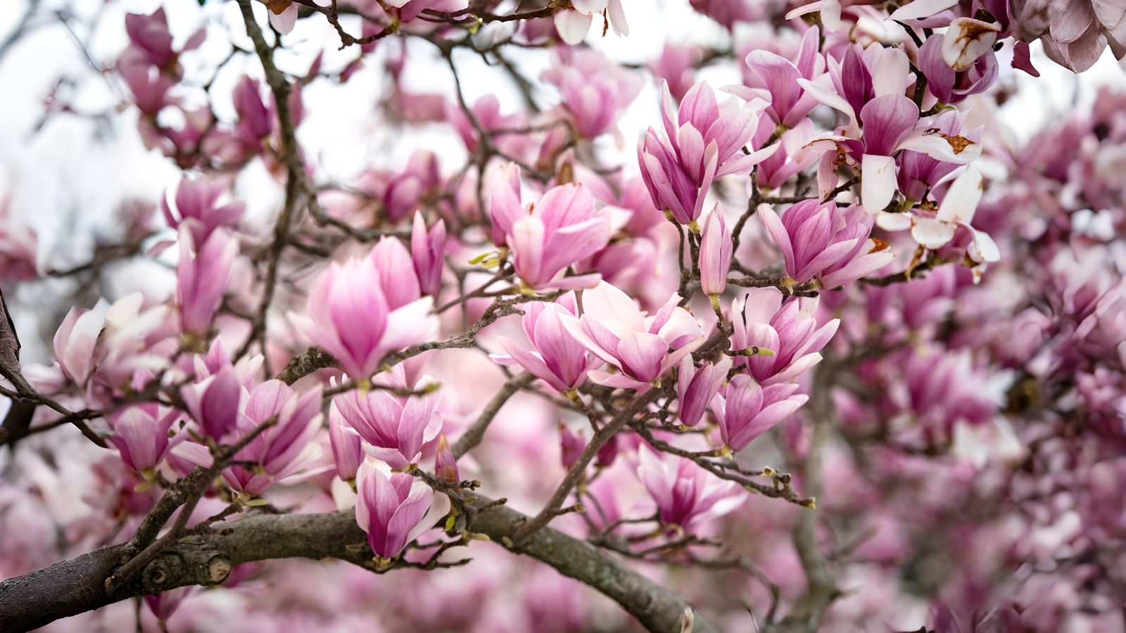23-Mar London’s Magnolia Magic Section Image